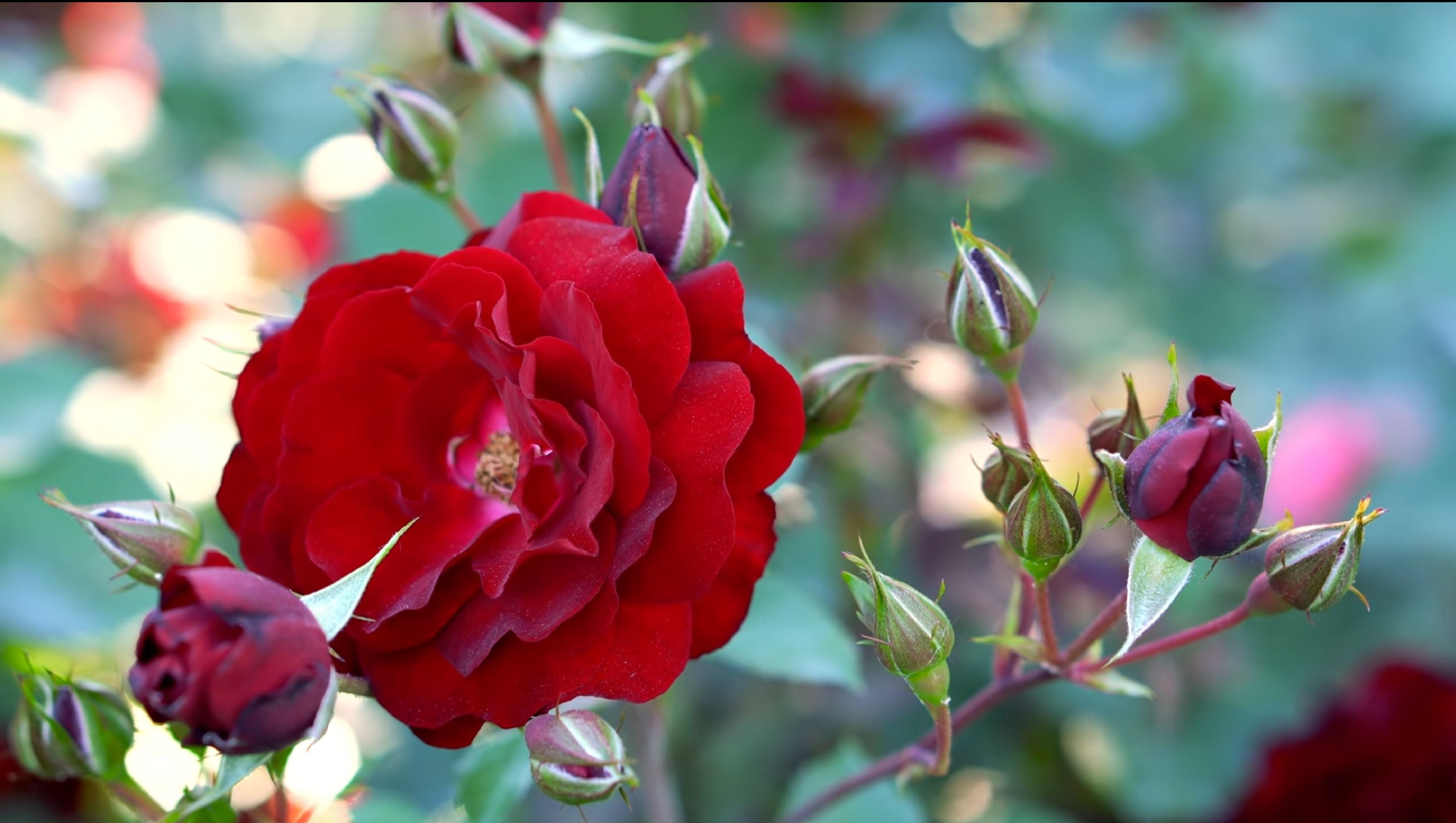 Rosa rossa con boccioli, 3982x2250 4K Ultra HD, Monitor 4K