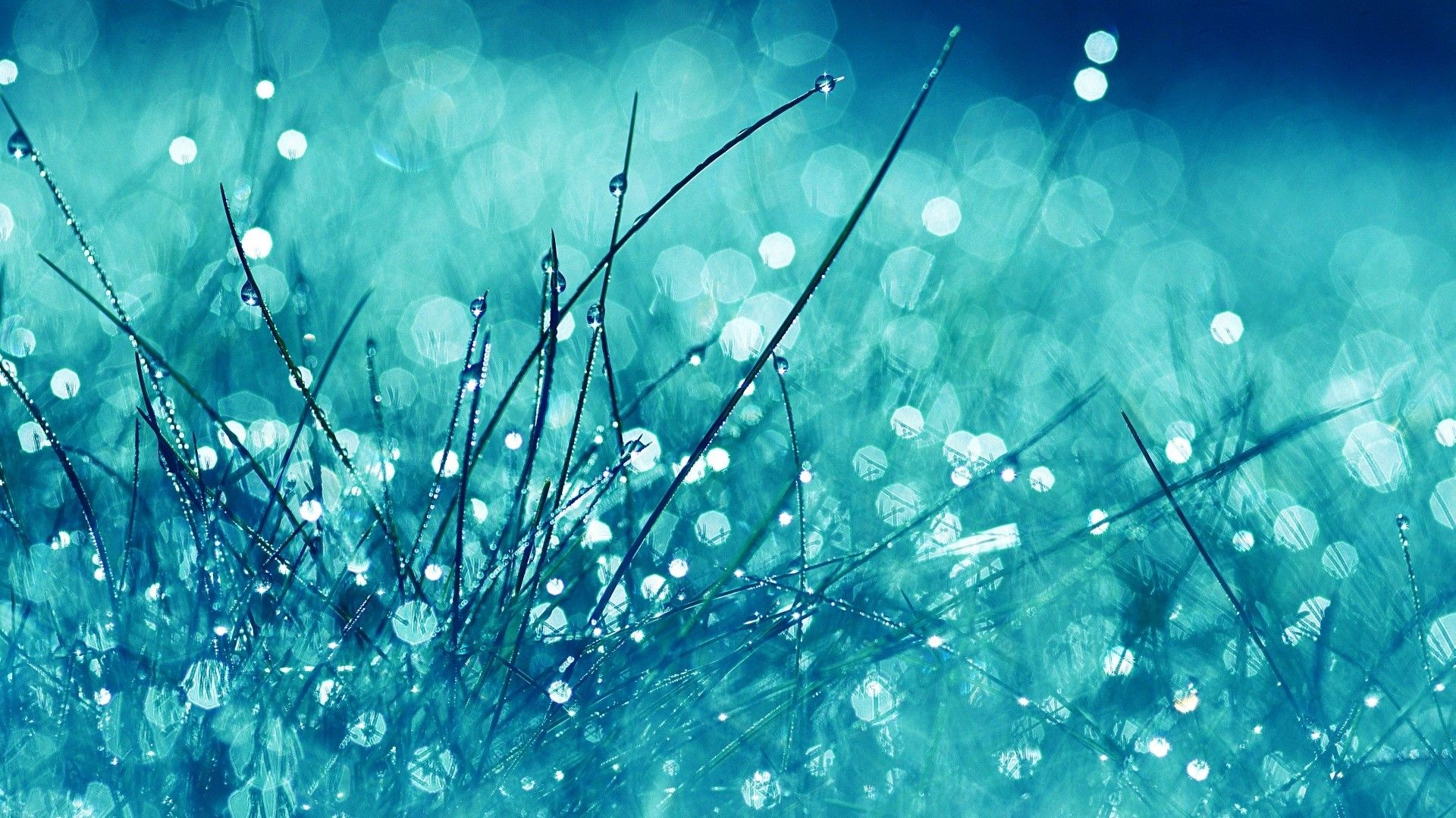 Erba con gocce di rugiada blu, sfondi Belli, 1920x1080 1080p, PC Desktop