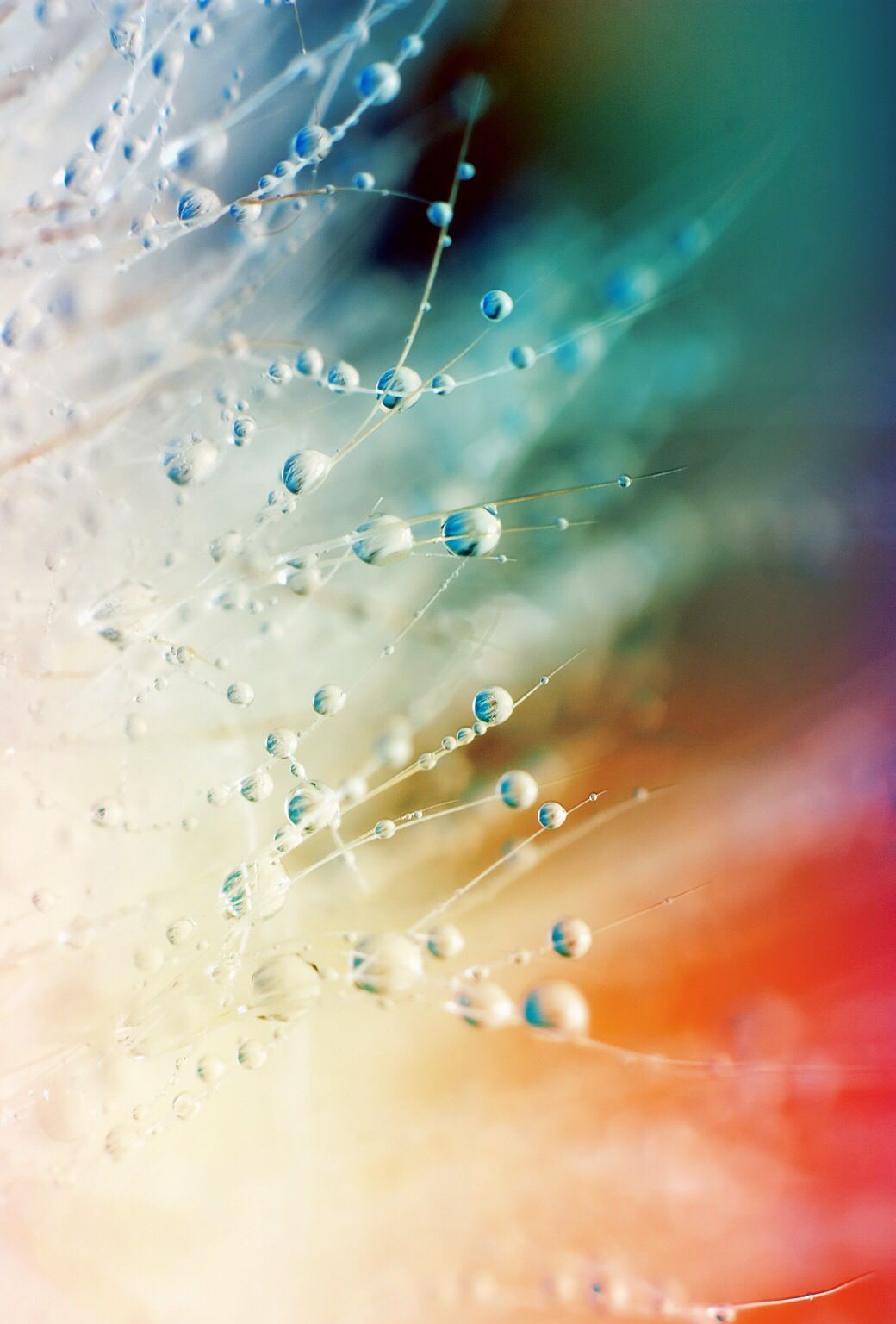 gocce d'acqua ragnatela colorata, sfondi Belli, 1040x1536 Verticale, Telefono