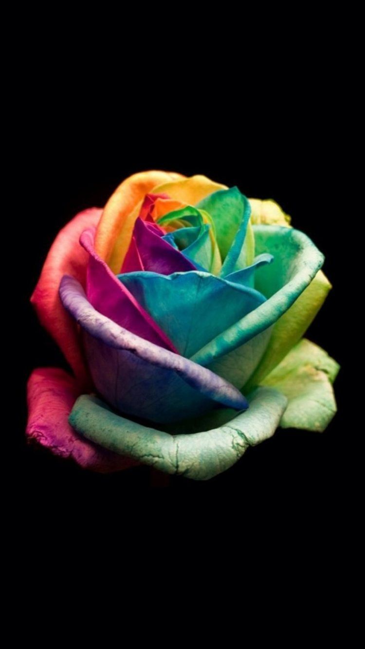 Rosa arcobaleno sfondo nero, sfondi Belli, 750x1334 Verticale, Telefono