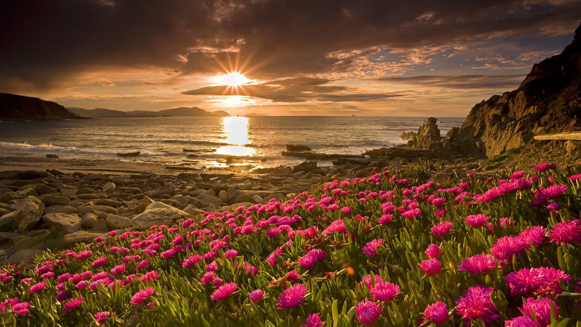 Campo fiori rosa tramonto mare, 1920x1080 Full HD 1080p, Desktop