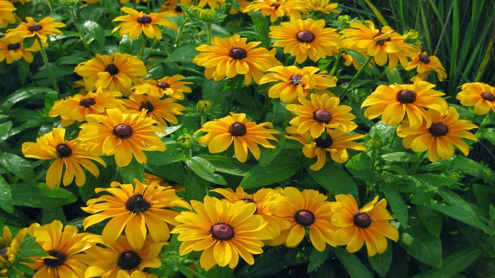 Fiori gialli rudbeckia, sfondi Belli, 1920x1080 Full HD 1080p, Desktop