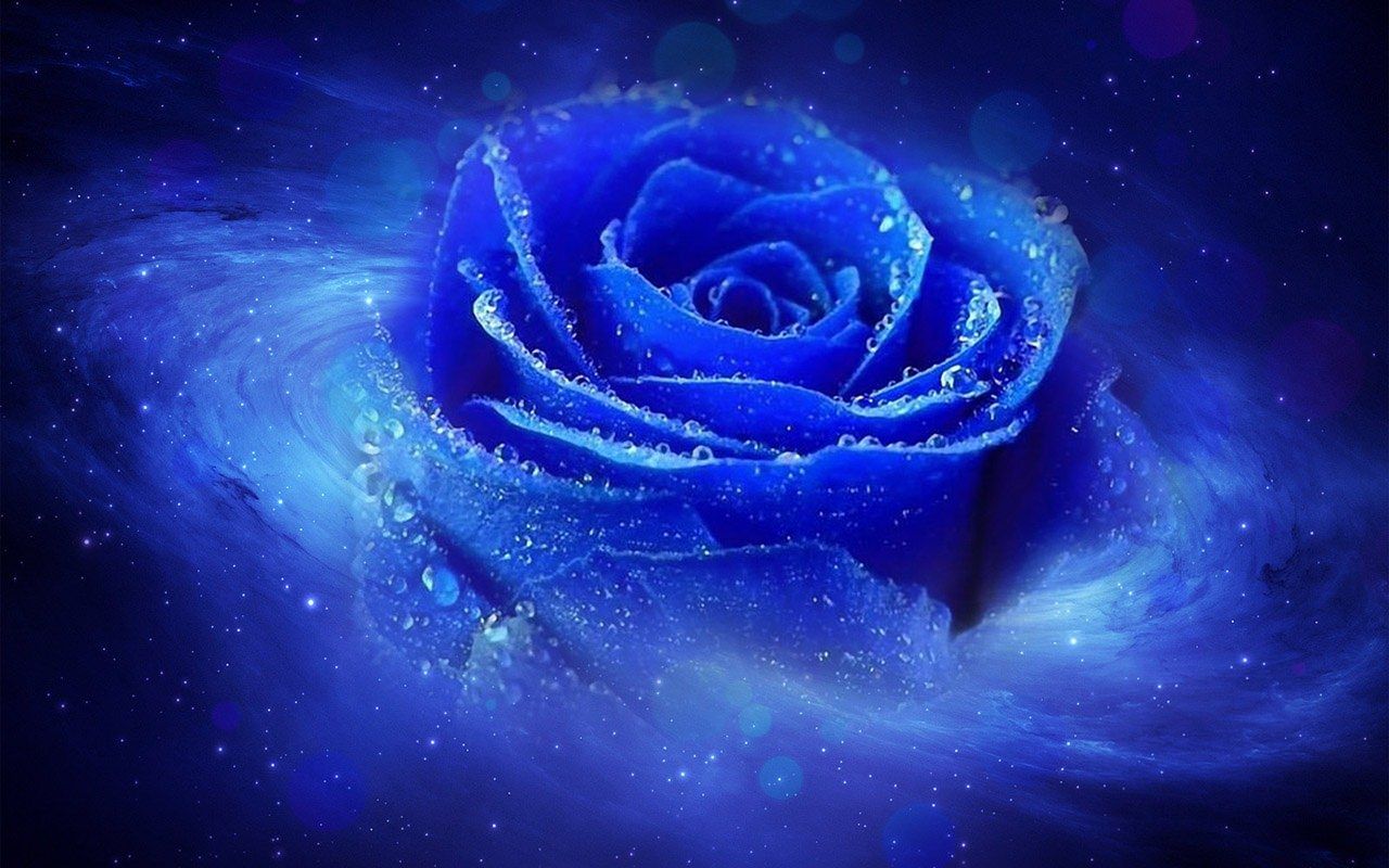 Rosa blu fantasy, sfondi Belli, 1280x800 720p, Laptop