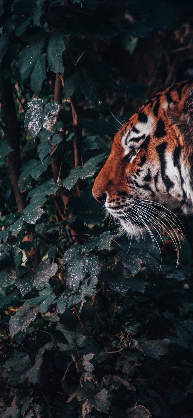Tigre nella giungla scura, 640x1385 Full HD Verticale, Smartphone