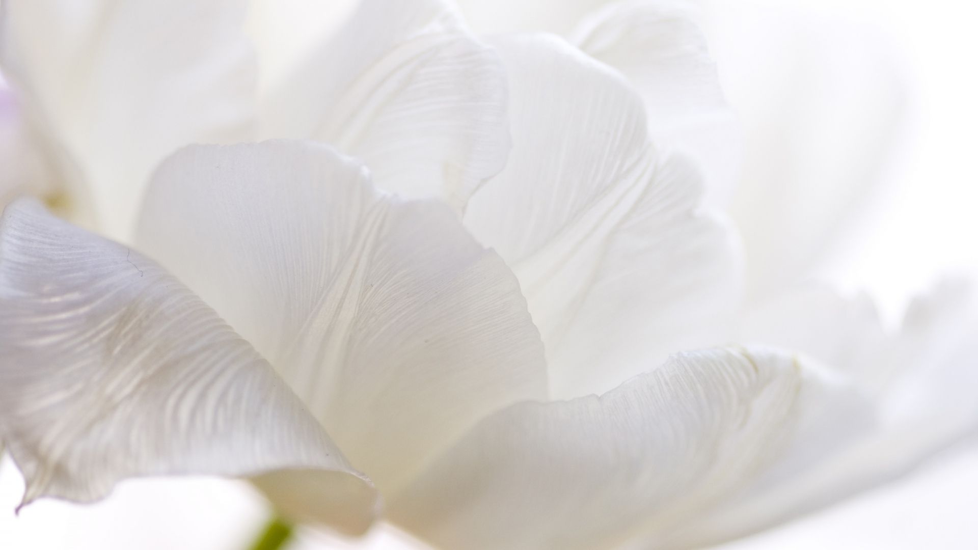Fiore bianco in primo piano, 1920x1080 1080p, PC