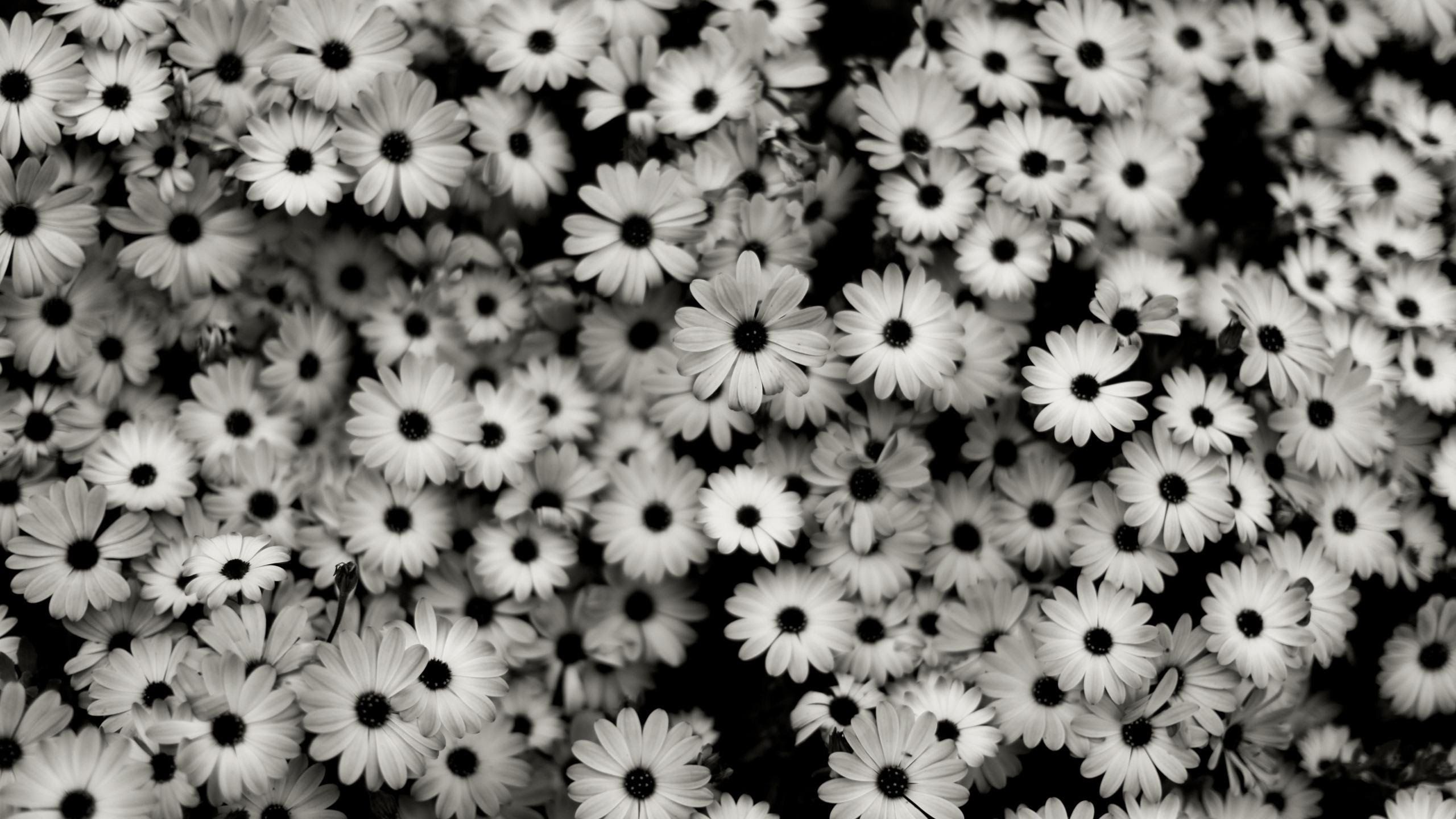 Margherite bianche e nere, 2560x1440 1440p, Lenovo Legion
