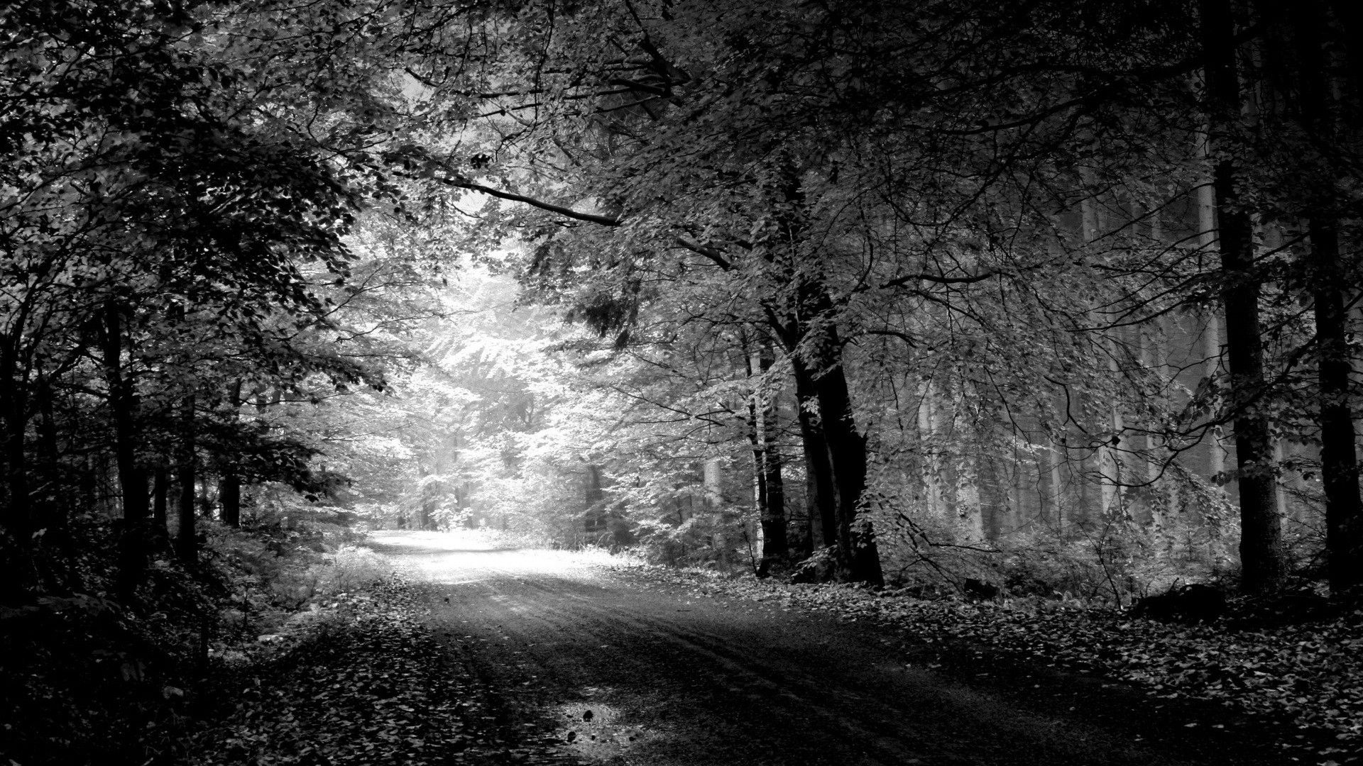 Sentiero nel bosco bianco e nero, 1920x1080 Full HD 1080p, PC Desktop