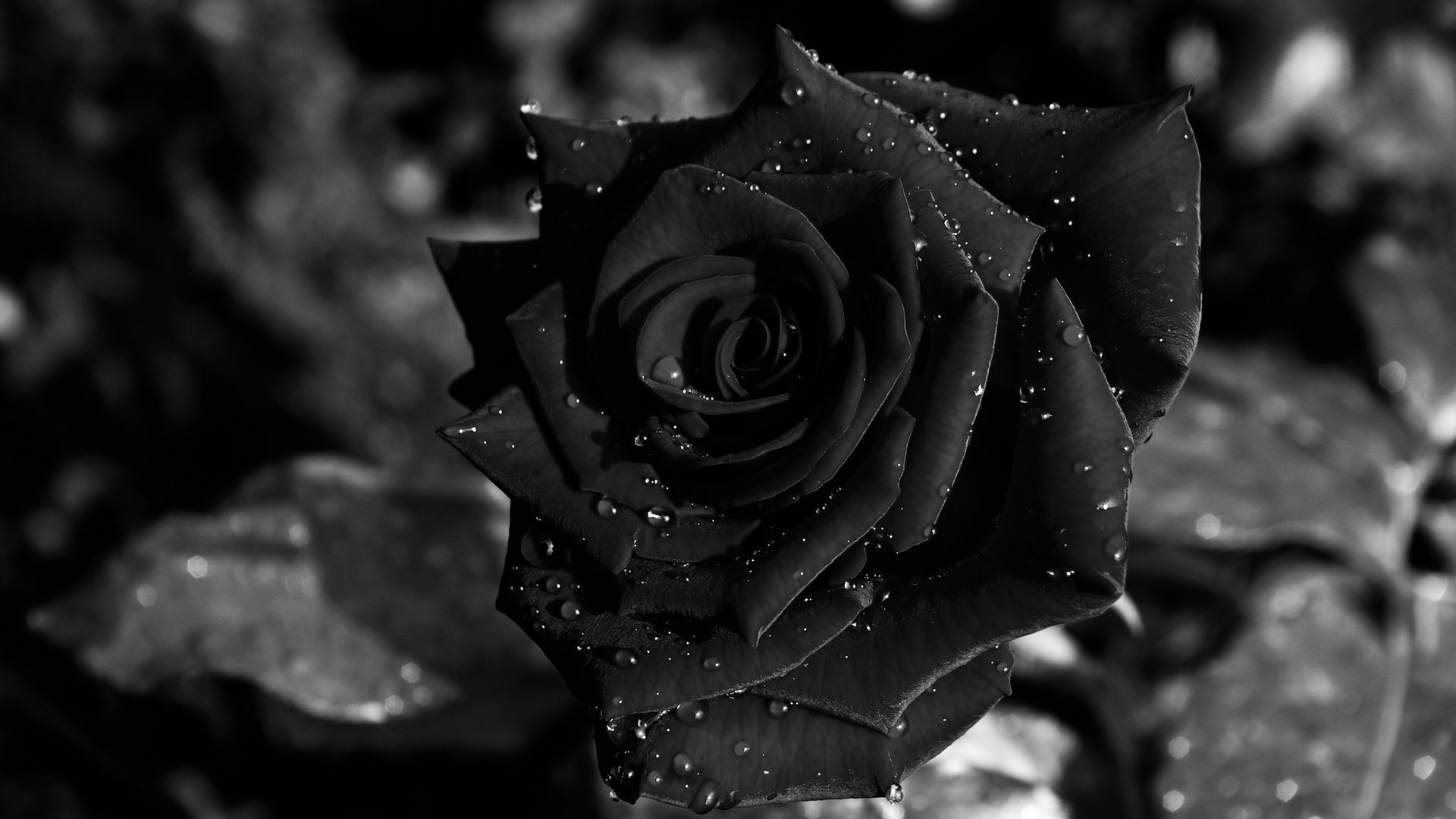 Rosa nera con gocce, 1920x1080 Full HD, PC