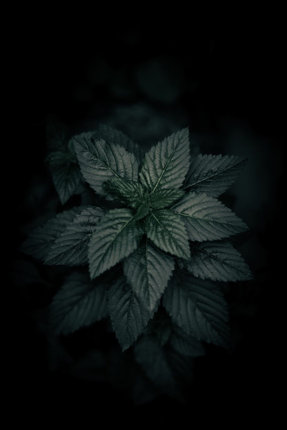 Foglie verdi su sfondo nero, 1000x1500 Verticale, Mobile