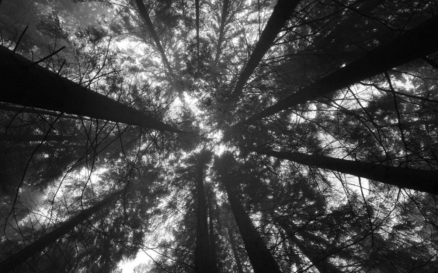 Foresta vista dal basso, 1440x900 720p, ROG Asus Laptop