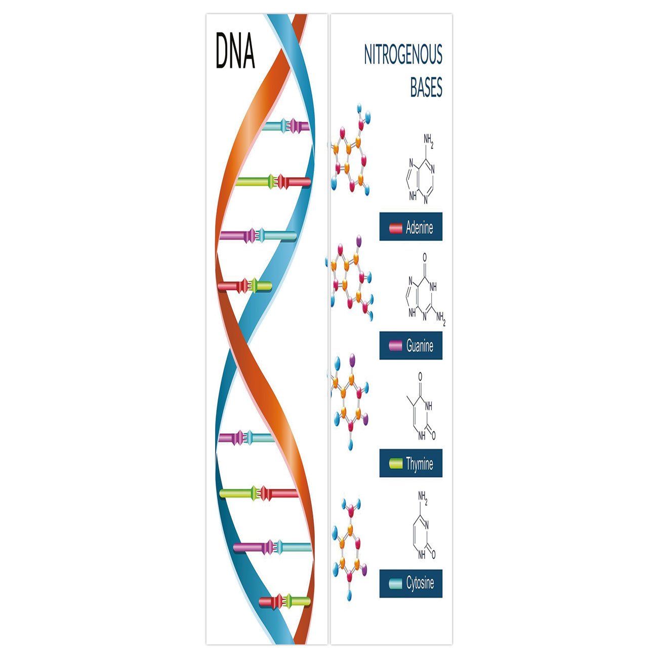 Elica DNA molecolare colorata, 1033x777 HD, PC Desktop