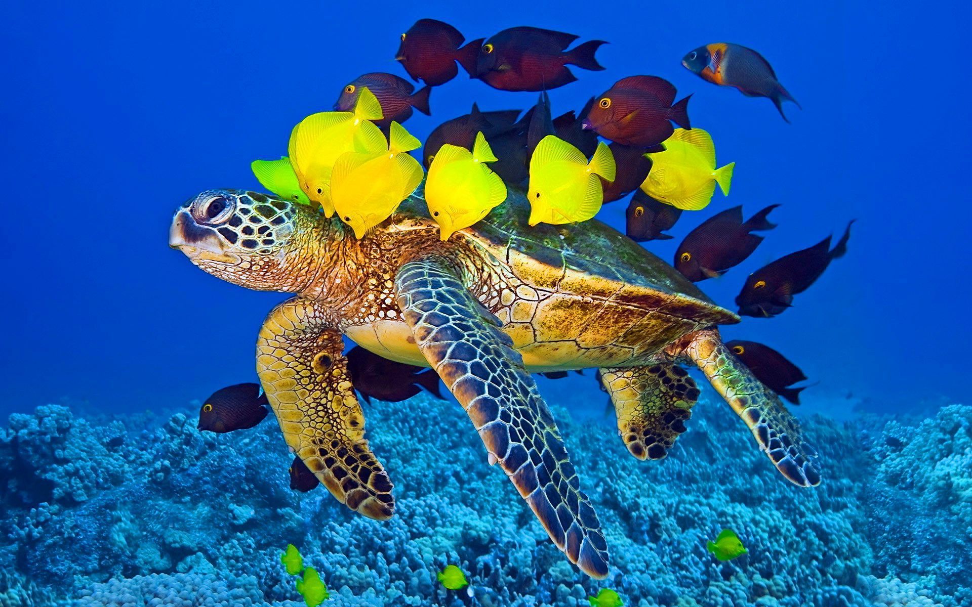 Tartaruga marina con pesci gialli, 1920x1200 Full HD+ WUXGA, PC