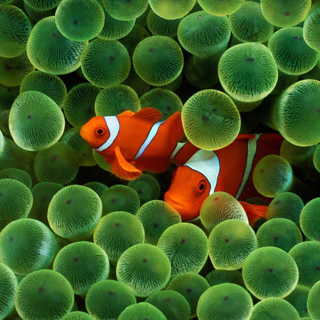 Pesci pagliaccio in anemone verde, 1024x1024 HD, PC