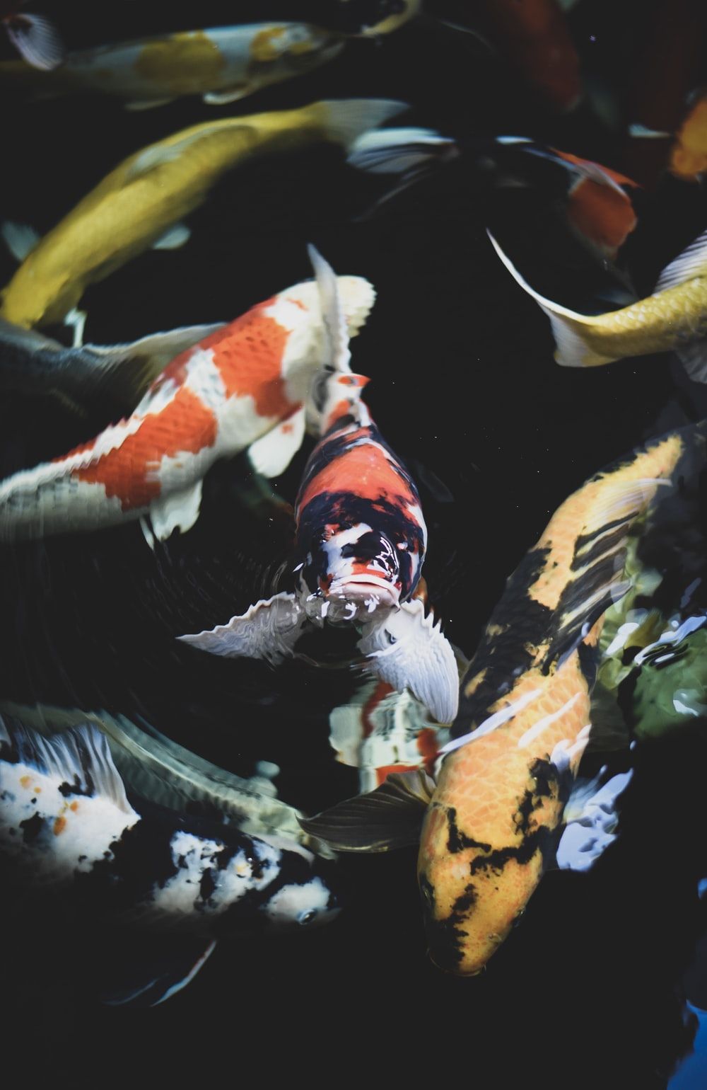 Pesci koi colorati acqua, 1000x1540 Verticale, Mobile