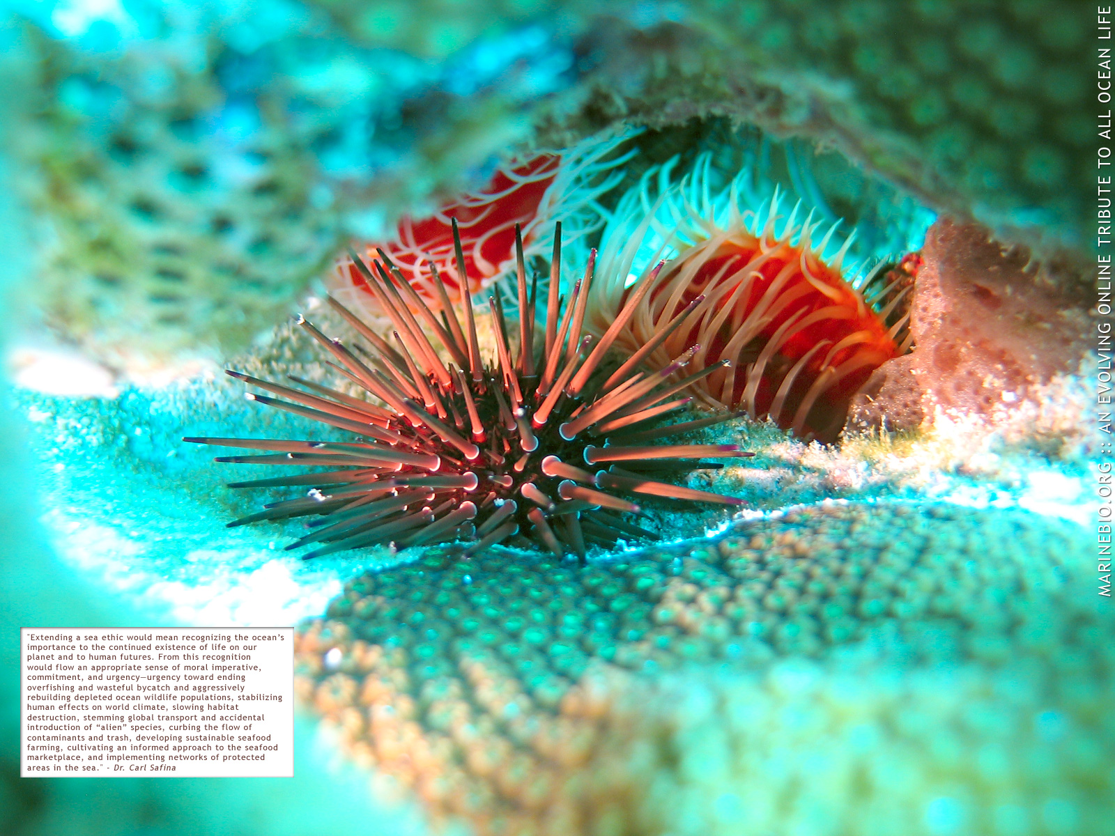 Riccio di mare rosso, corallo turchese, 1600x1200 HD, Laptop