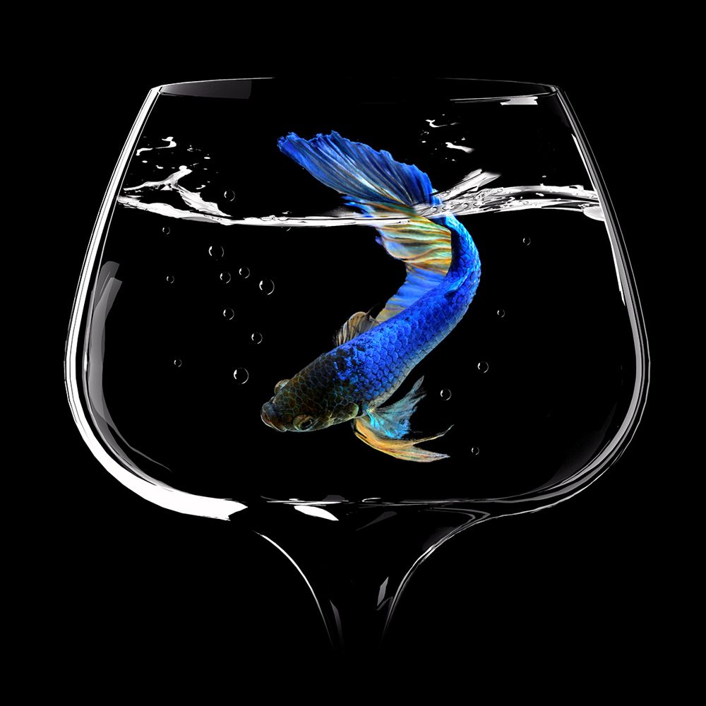 Pesce betta blu in bicchiere, 1000x1000 HD, Desktop