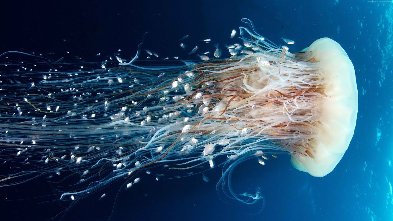 Medusa nell'oceano blu profondo, 1280x720 HD, Desktop