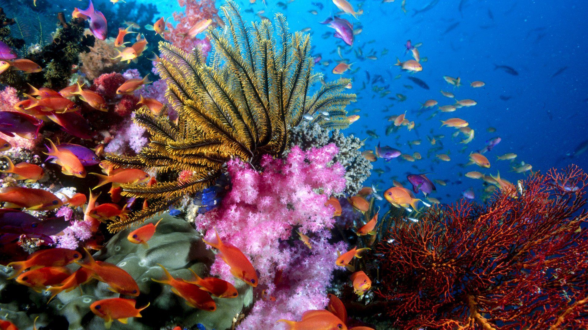 Barriera corallina colorata pesci, 1920x1080 1080p, Desktop