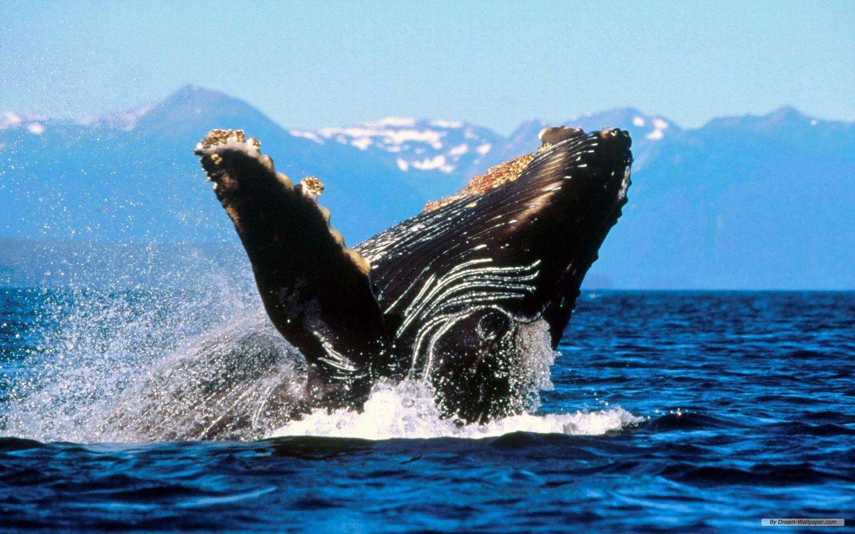Balena che salta oceano, 1680x1050 900p, Desktop