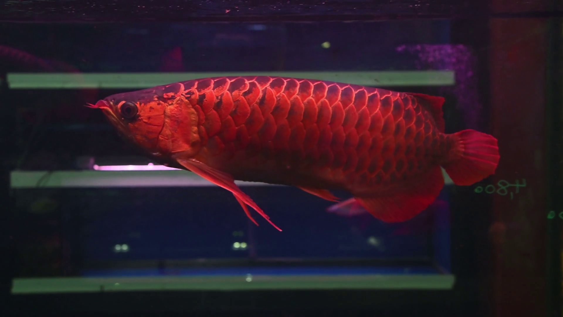 Pesce Arowana rosso in acquario, 1920x1080 1080p, PC Desktop