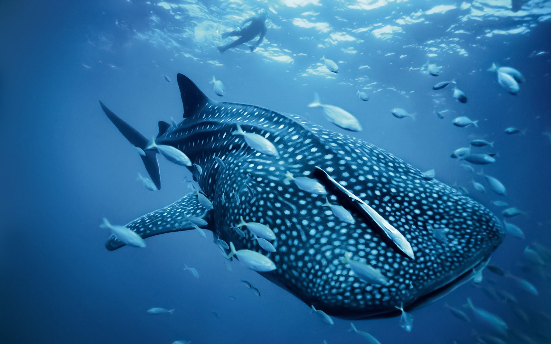Squalo balena e pesci oceano, 1920x1200 Full HD+, Desktop