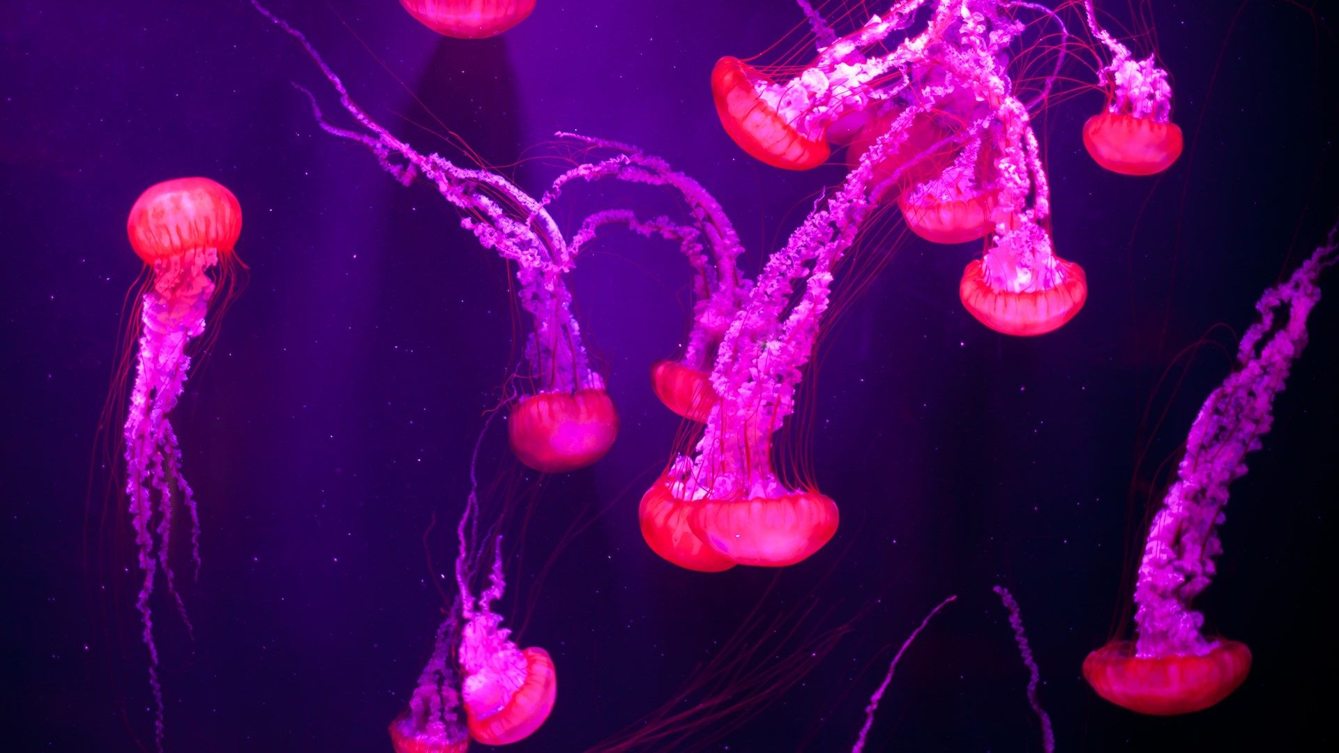 Meduse rosa fluorescenti scure, 1920x1080 Full HD 1080p, Desktop