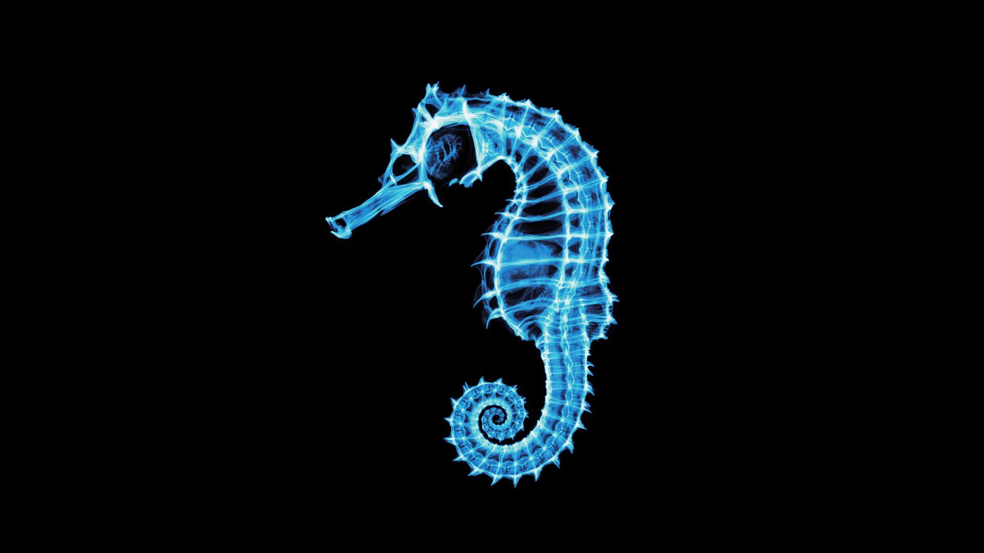 Cavalluccio marino blu neon, 1920x1080 Full HD, PC
