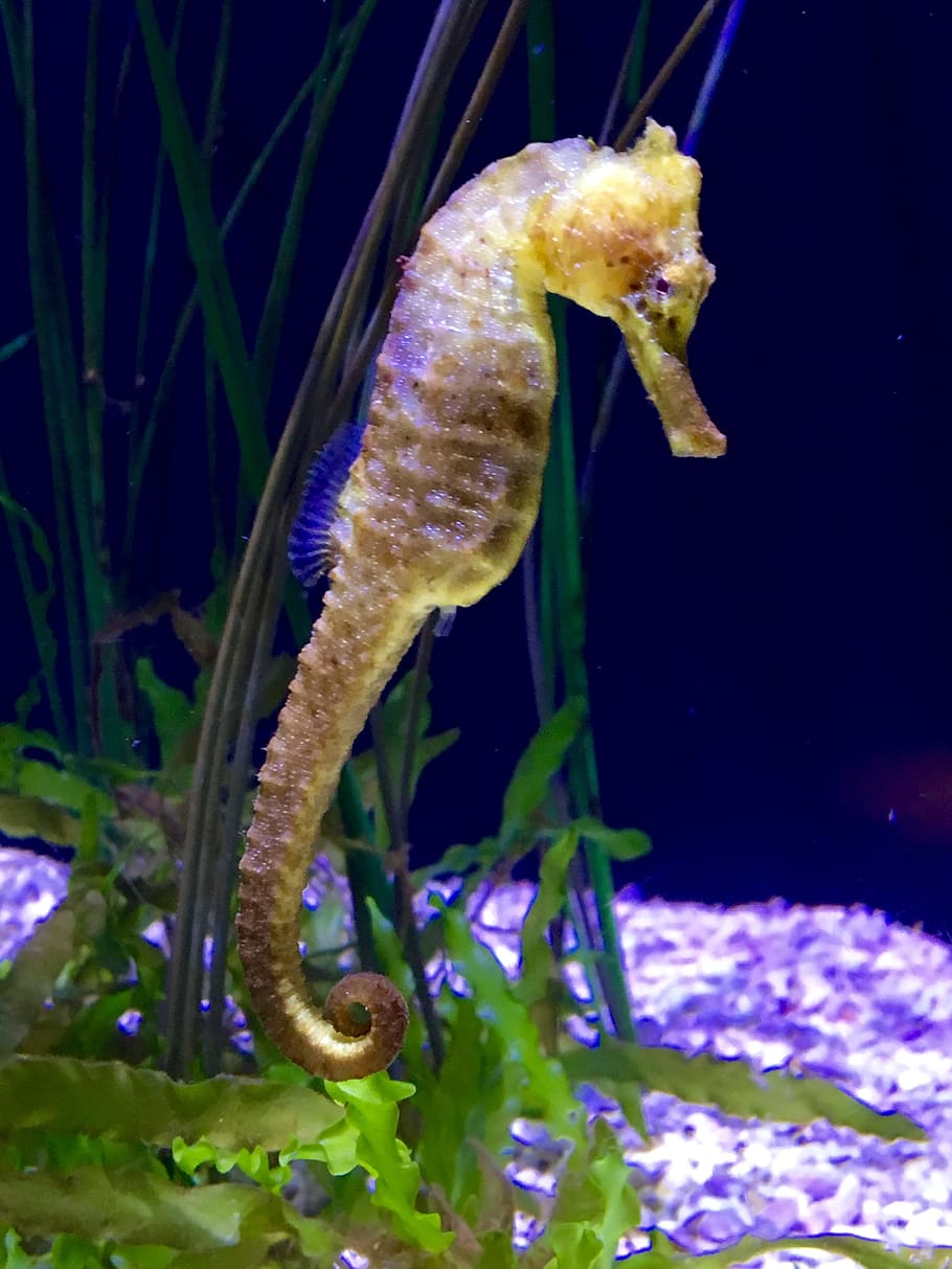 Cavalluccio marino giallo acquario, 910x1213 Full HD Verticale, iPhone