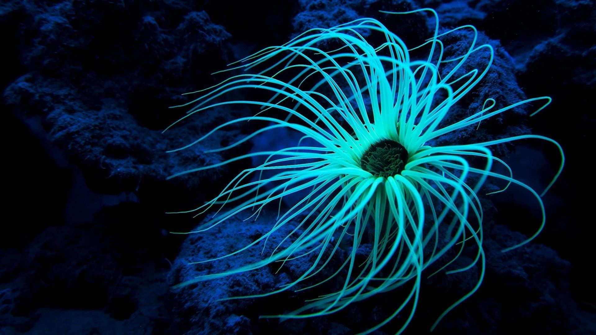 Anemone marino bioluminescente blu, 1920x1080 Full HD, Desktop