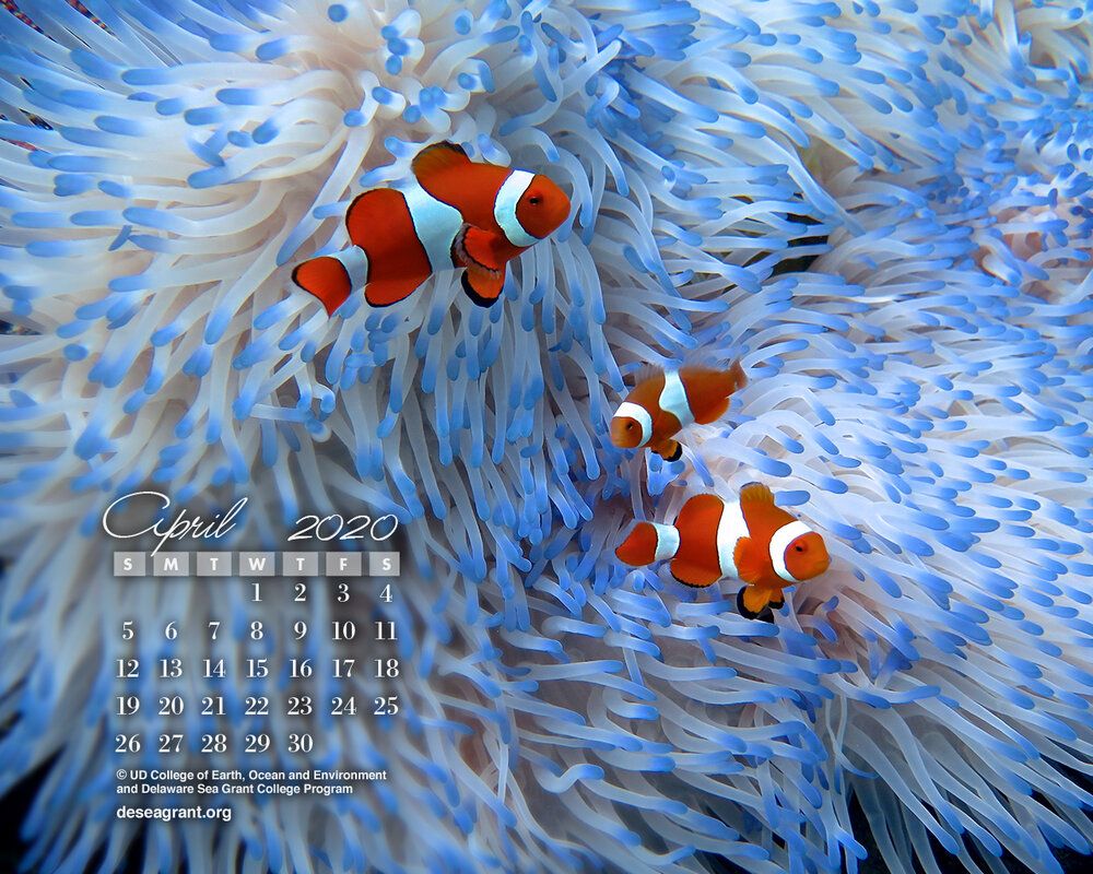 Pesci pagliaccio in anemone blu, 1000x800 HD, PC