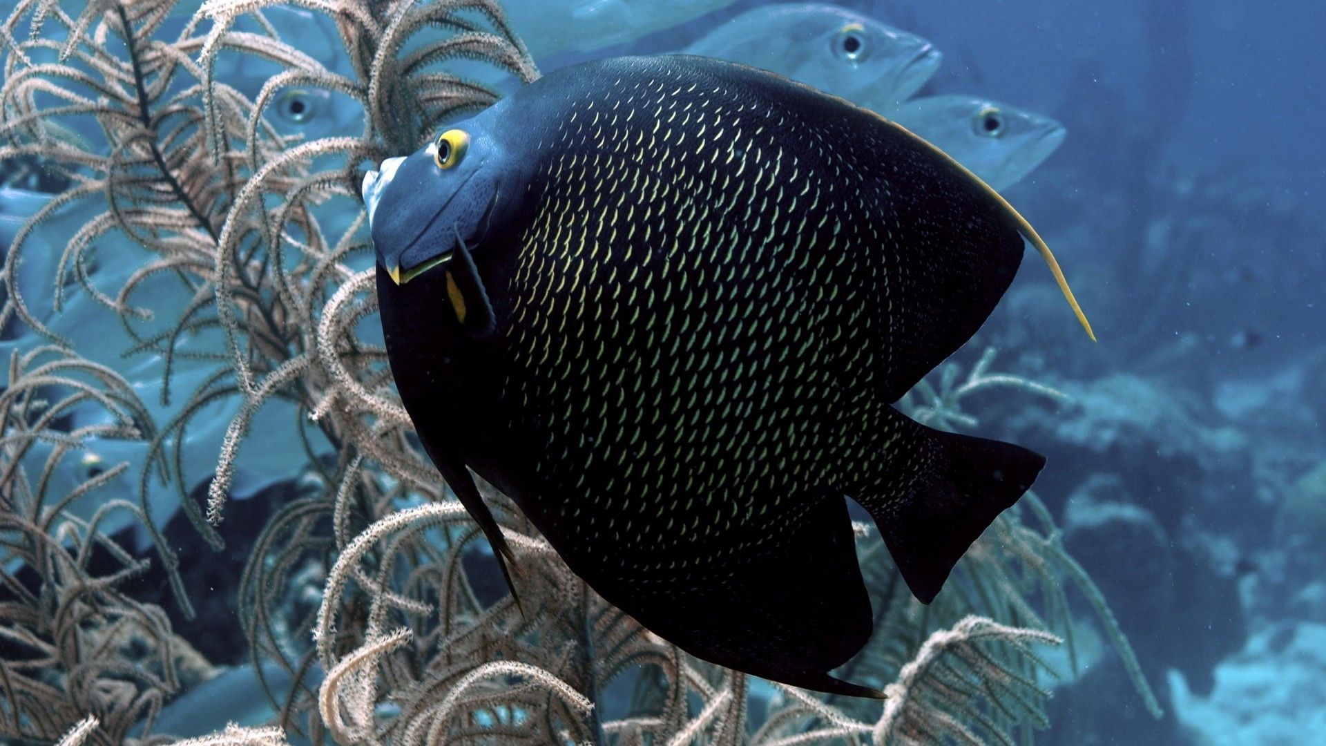 Pesce angelo su barriera corallina, 1920x1080 Full HD 1080p, PC Desktop