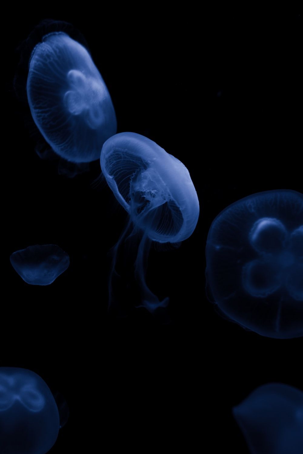 Meduse blu su sfondo nero, 1000x1498 Verticale, Mobile