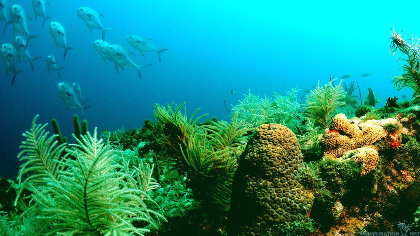 Barriera corallina con pesci, 1366x768 720p, PC
