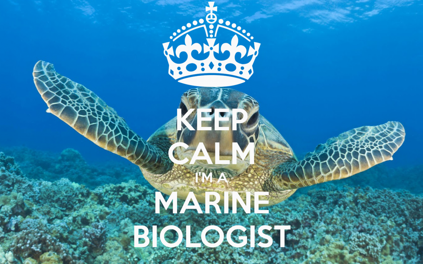 Tartaruga marina con testo Keep Calm, 1440x900 720p, PC