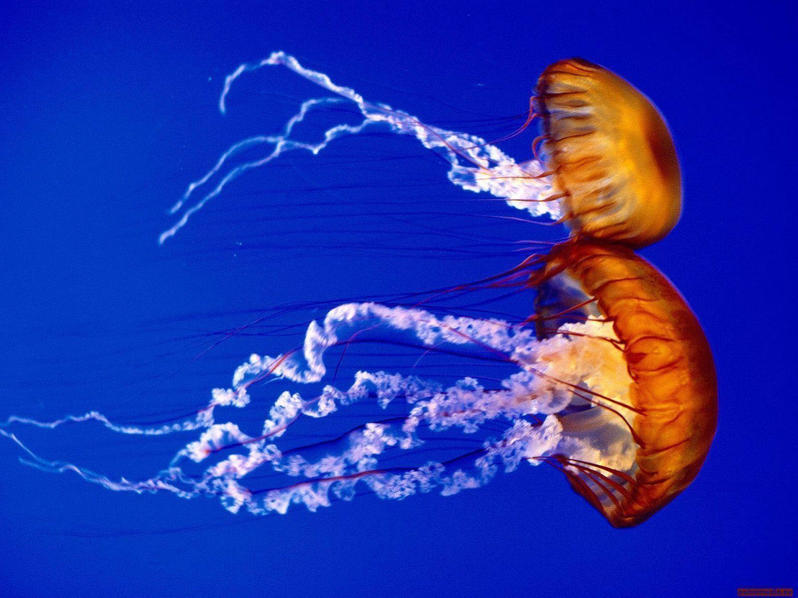Meduse arancioni su fondo blu, 1600x1200 HD Ready, Desktop
