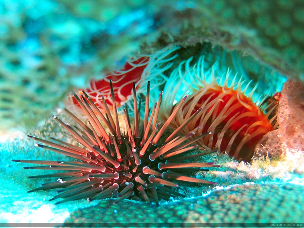 Verme tubicolo e riccio di mare, 1024x768 HD, Desktop
