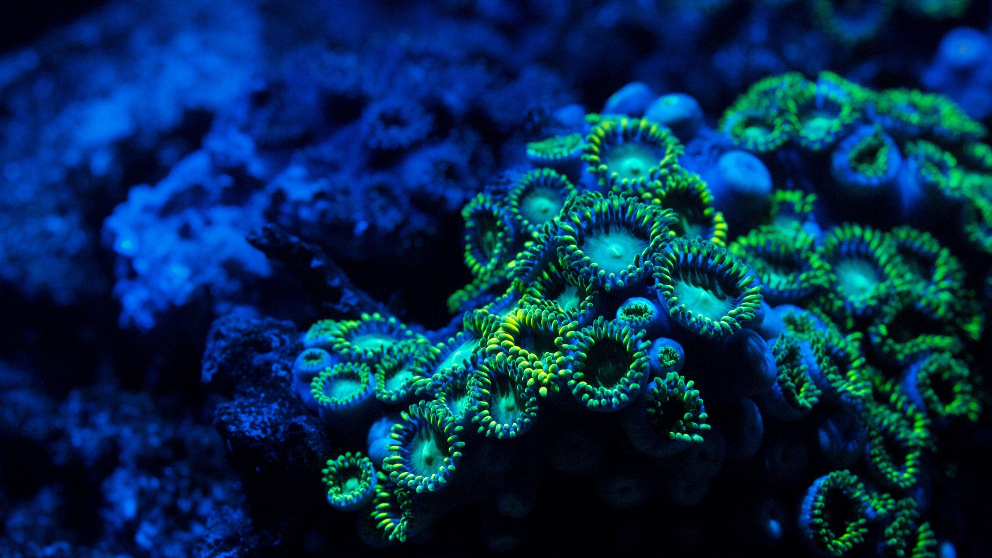 Coralli zoanthids fluorescenti blu, 3840x2160 Ultra HD, 4K TV
