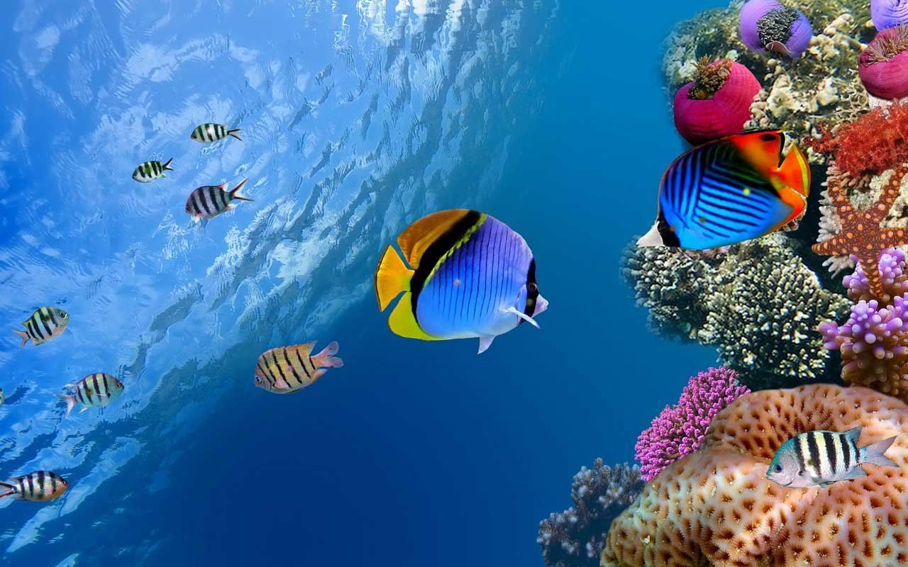 Pesci tropicali barriera corallina, 1280x800 720p, PC
