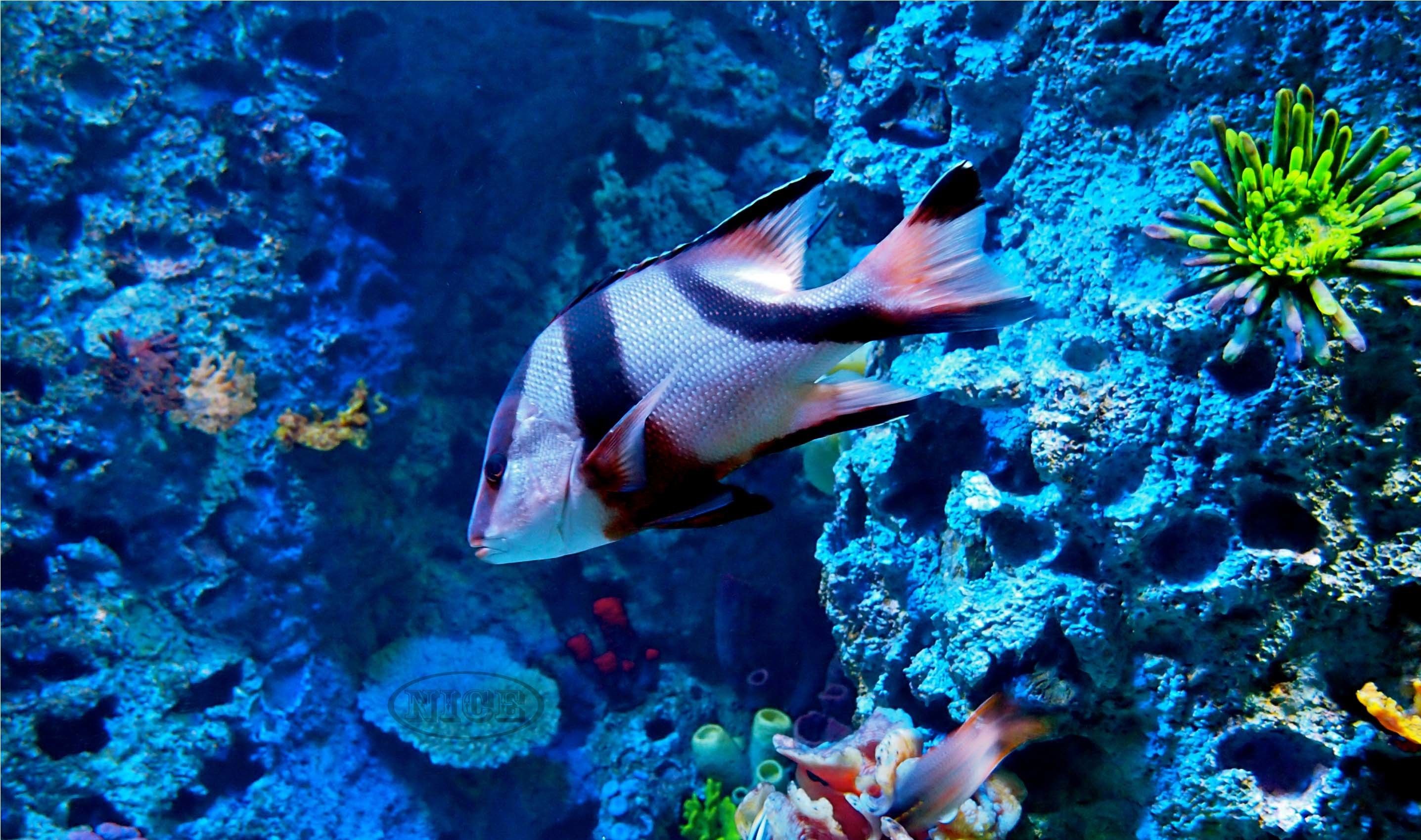Pesce tropicale barriera corallina, 2873x1700 WQXGA, Monitor Gaming