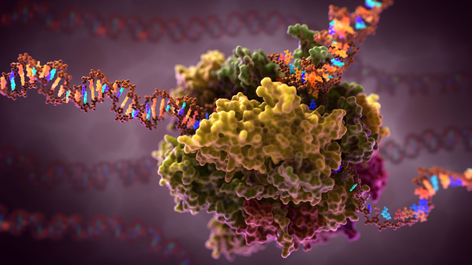 RNA polimerasi con DNA, 1920x1080 Full HD, Desktop