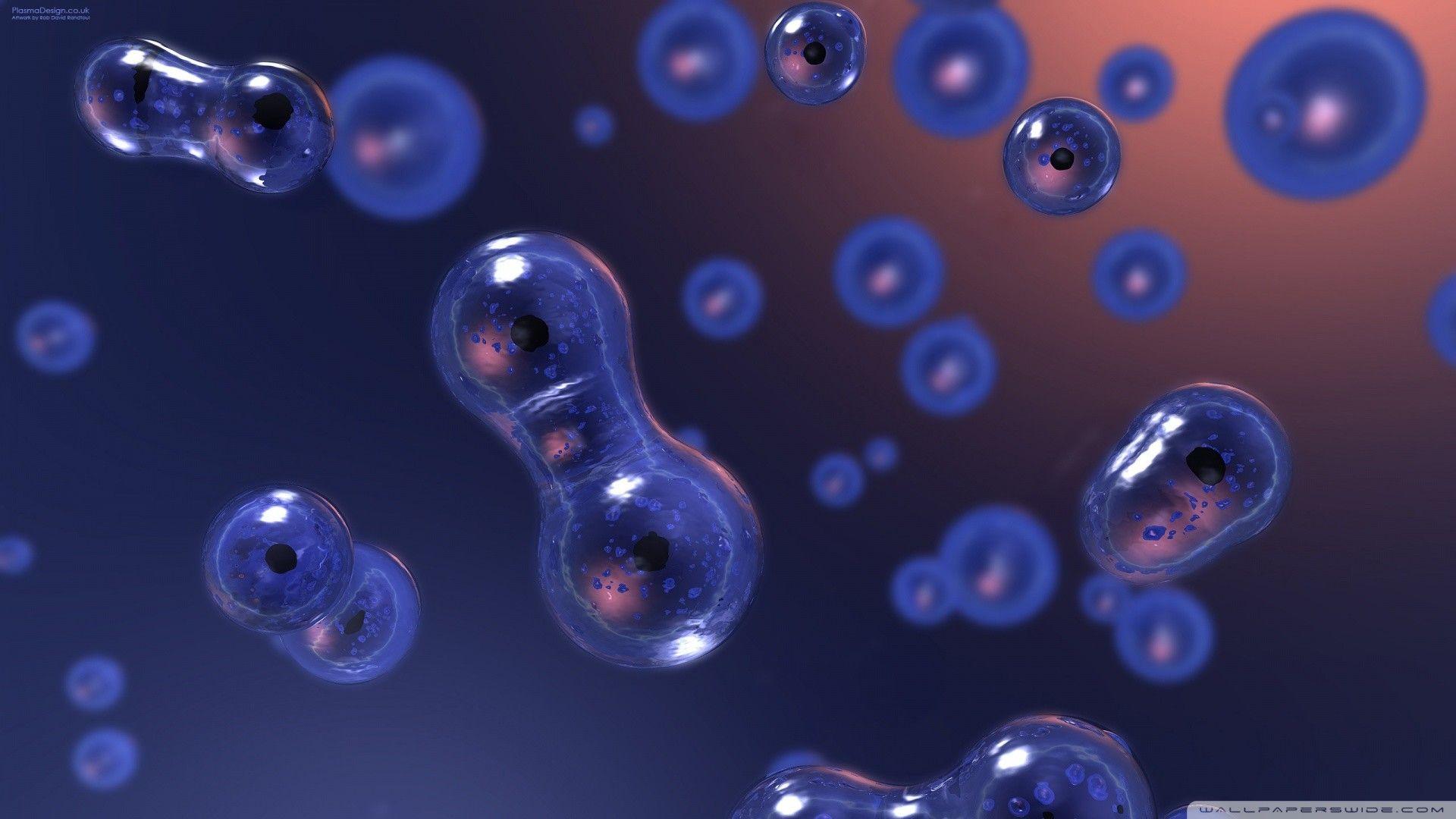 Cellule blu in divisione, 1920x1080 Full HD, Desktop