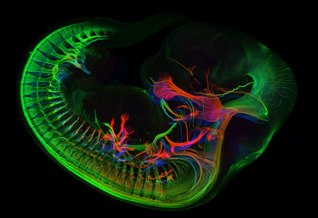 Embrione fluorescente verde rosso, 1247x855 HD, Laptop