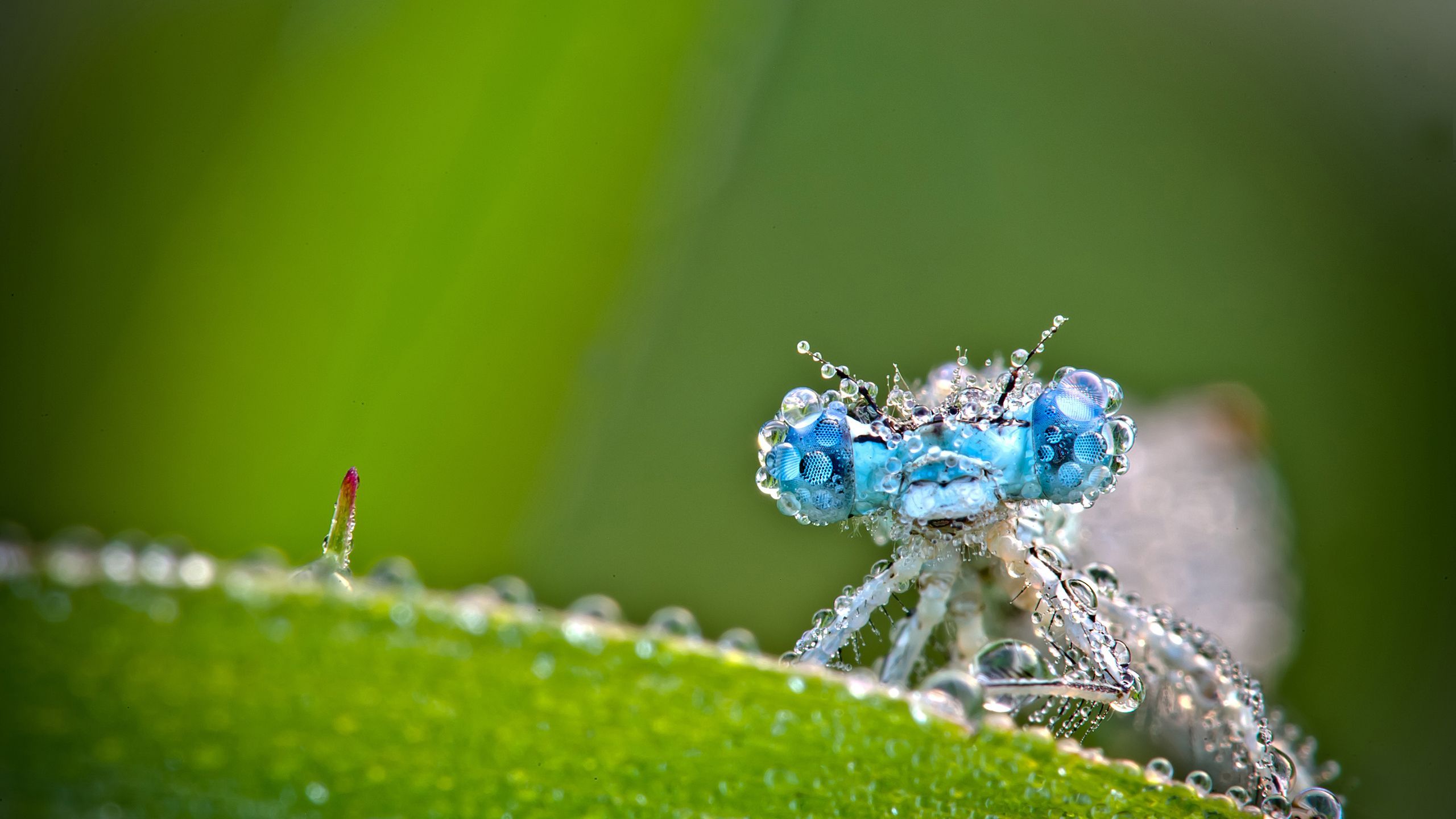 Libellula con gocce di rugiada, 2560x1440 1440p, Desktop