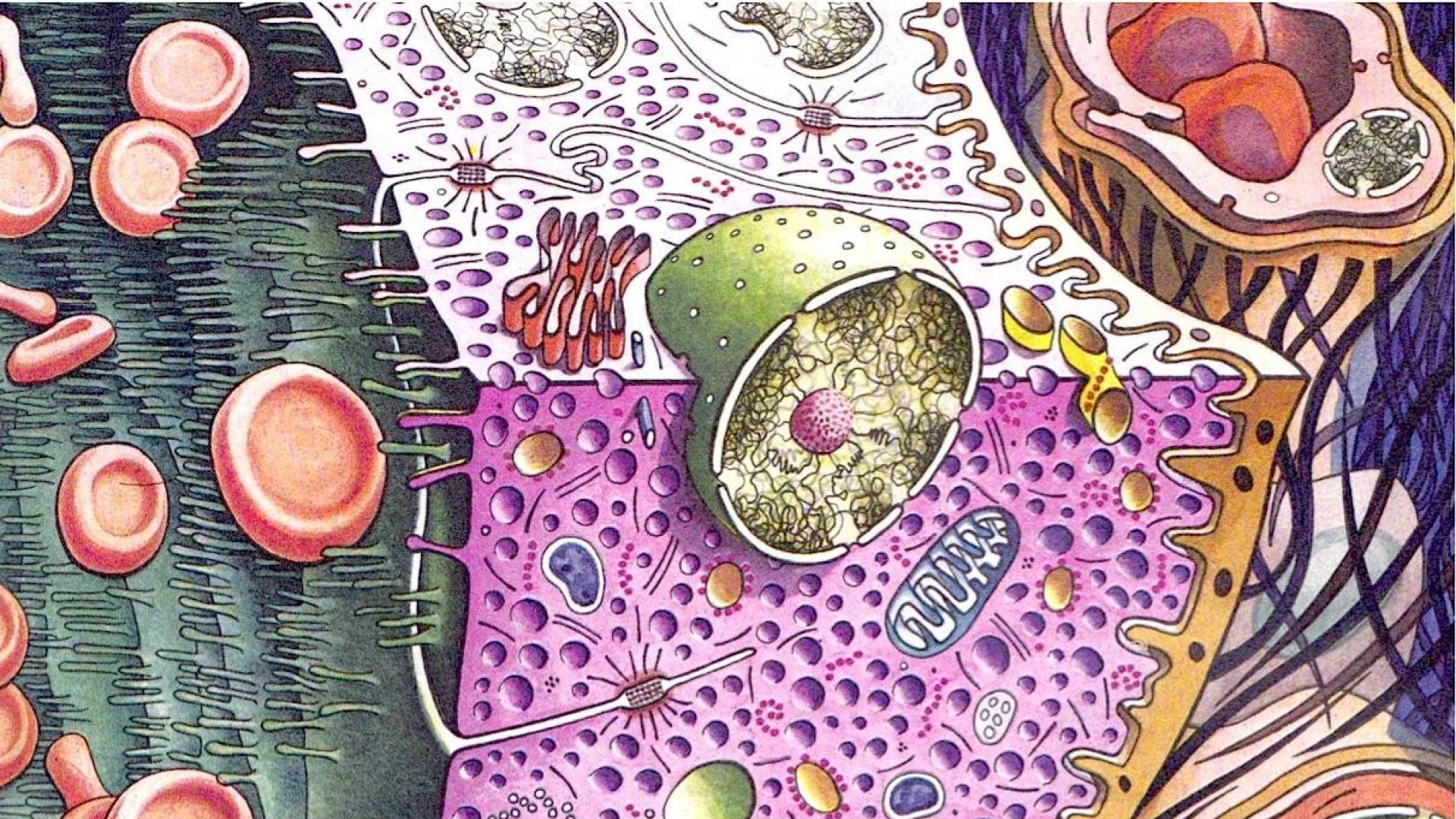 Illustrazione cellula biologica colorata, 1920x1080 Full HD, PC