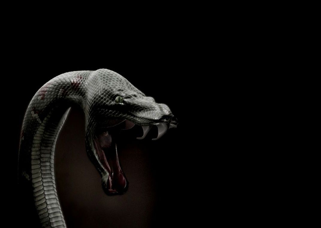 Serpente mamba nero sfondo scuro, 1072x761 HD, Desktop