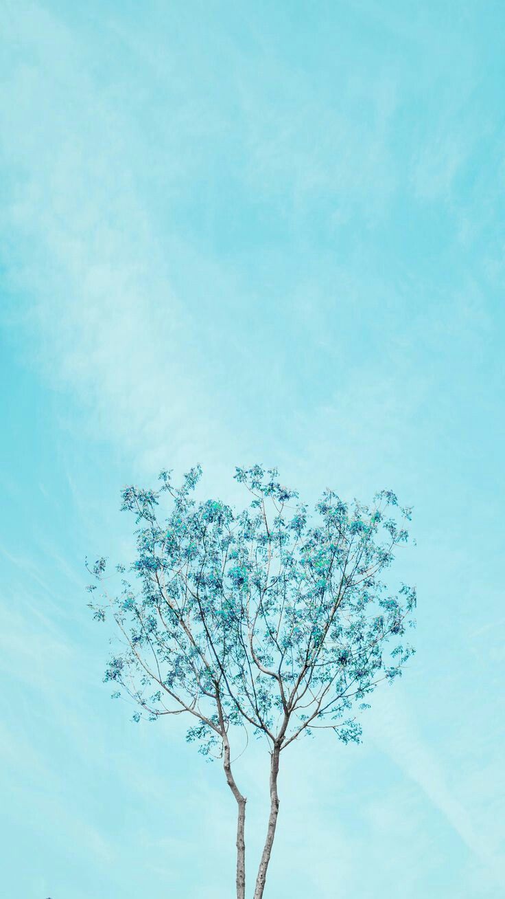 Albero contro cielo azzurro, 736x1308 Full HD Verticale, Smartphone