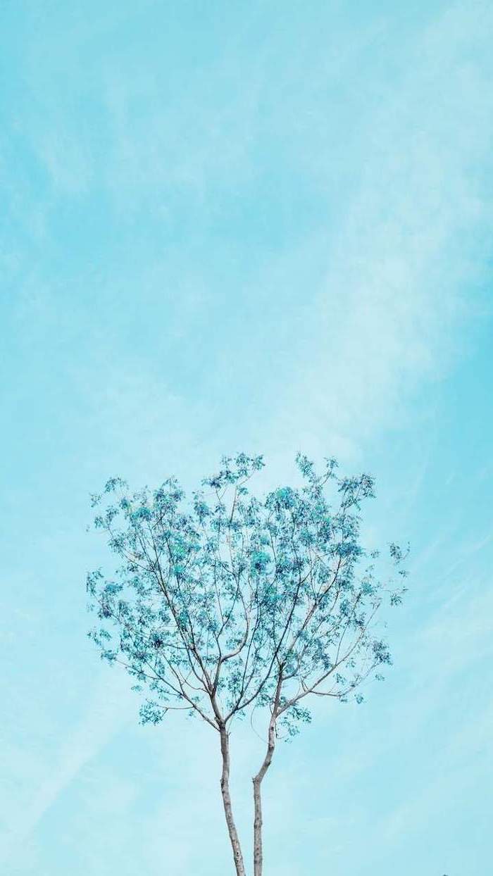Albero solitario cielo azzurro, 700x1244 Full HD Verticale, Smartphone