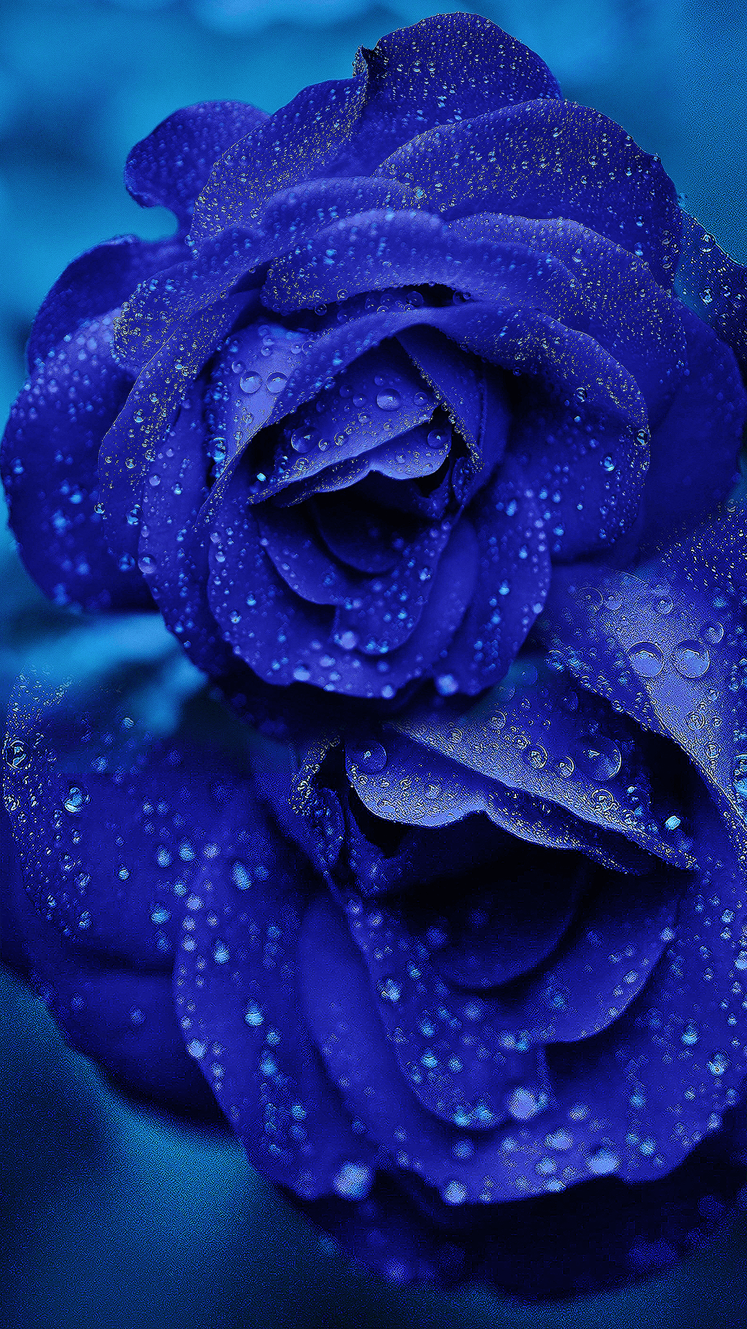 Rose blu con gocce d'acqua, 1080x1920 Full HD Verticale, Smartphone