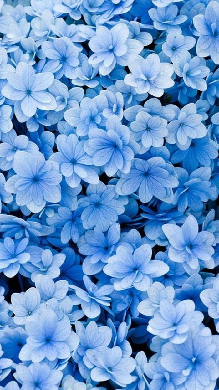 Fiori blu ortensia, 700x1246 Verticale, Mobile