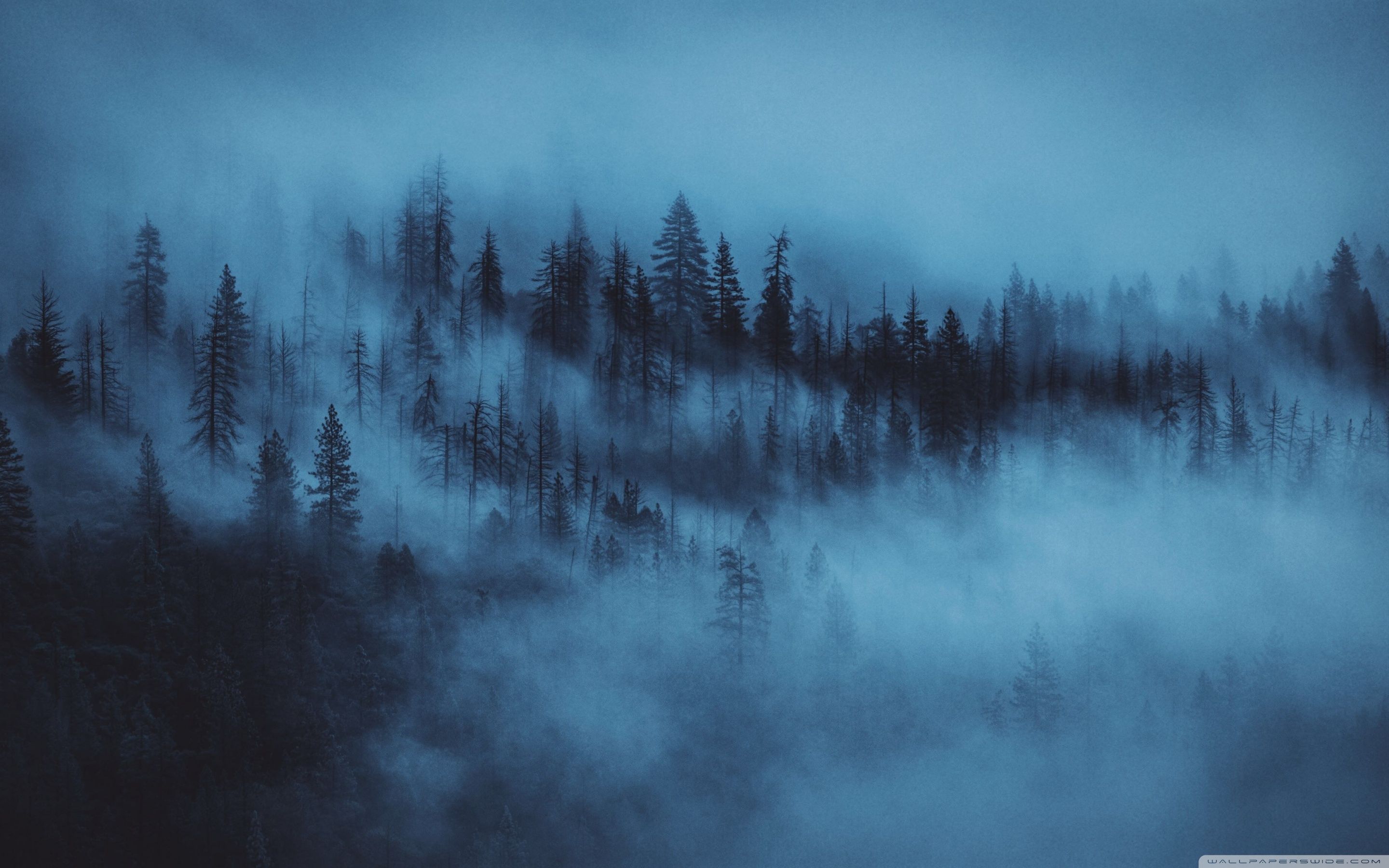 Foresta scura nella nebbia, 2880x1800 2K+, Monitor Gaming
